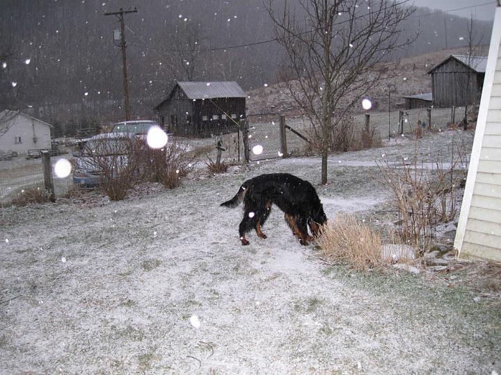 crgordons_050.jpg - Oliver checking out one of his favorite spots in the yard. The large white spots in the photo are snowflakes reflecting the camera flash.